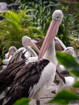 Pelican Stock Photos