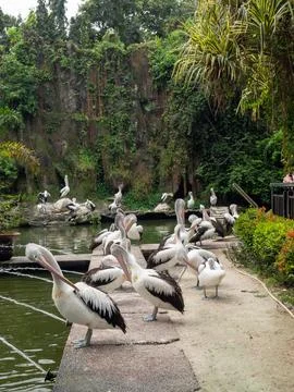 Pelican Stock Photos