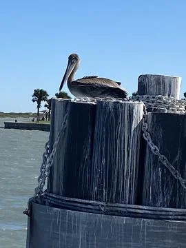 Pelican 库存照片