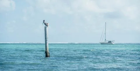 Pelican Stock Photos