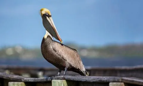 Pelican on Pier Stock Photos