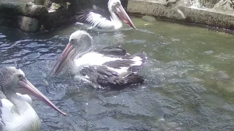 Pelican playing and bathing Stock Footage 168086668