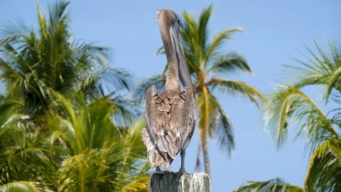Pelican on Pole in Front of Palm Trees Stock Footage 94030706