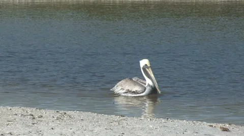 Pelican in the pond Video stock 7751409