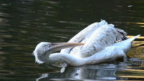 Pelican in the pond Stock Footage 90337626