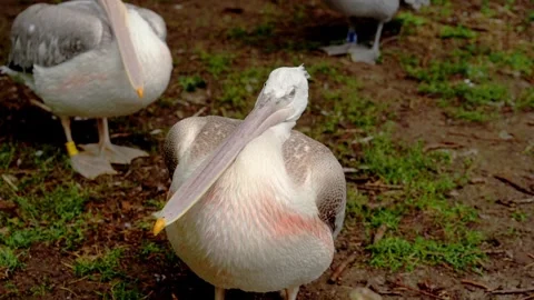 Pelican portrait on the grass Stock Footage 297843898