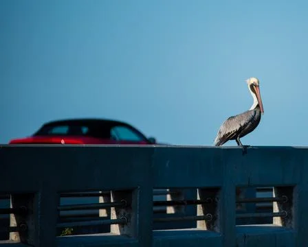 Pelican portrait looking at the camera Stock Photos
