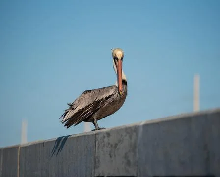 Pelican portrait looking at the camera Stock Photos