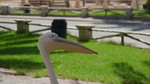 Pelican portrait in park, looking around stationary shot Stock Footage 345700754