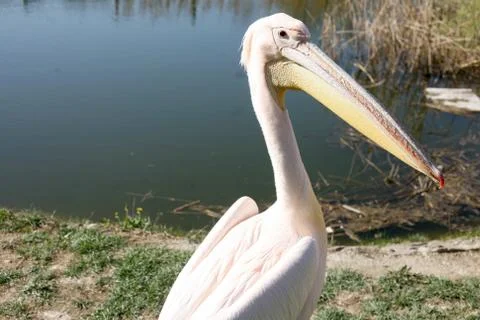 Pelican portrait Stock Photos