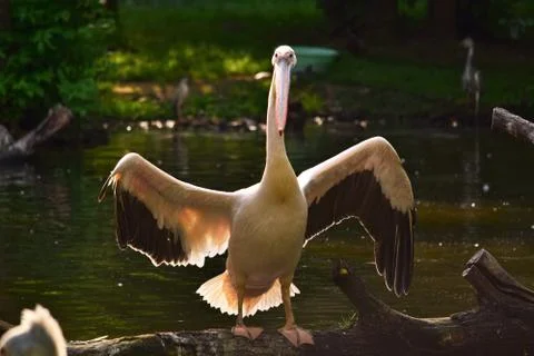 Pelican portrait Stock Photos