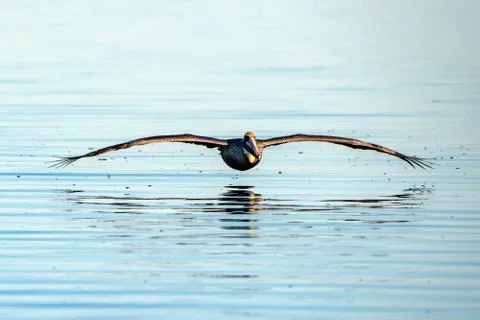 Pelican portrait while flying at sunset on the water background Stock Photos