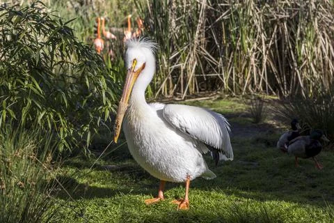 Pelican posing in a small clearing in a park with other birds Stock Photos