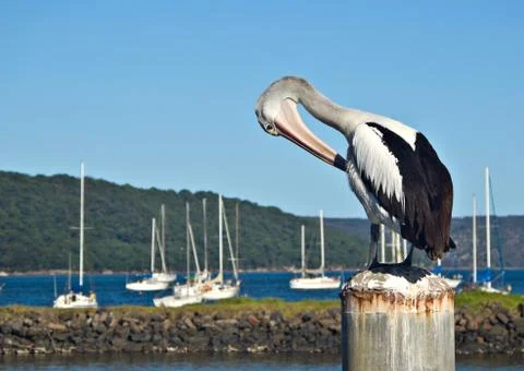 Pelican postcard Stock Photos