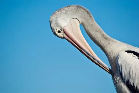 Pelican postcard Stock Photos