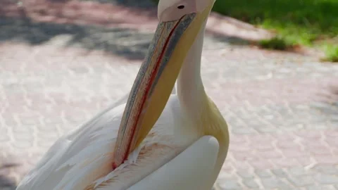 Pelican preening, cleaning feathers on brick pathway Stock Footage 345700699