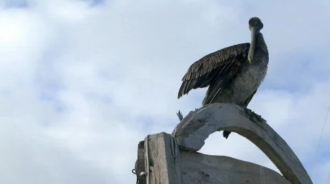 Pelican preening Stock Footage 758268