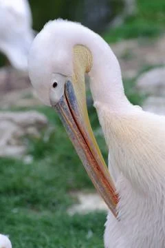 Pelican preening itself Stock Photos