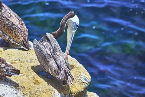 Pelican Preening on Rocky La Jolla Beach with Vibrant Blue Ocean in Californi Stock Photos