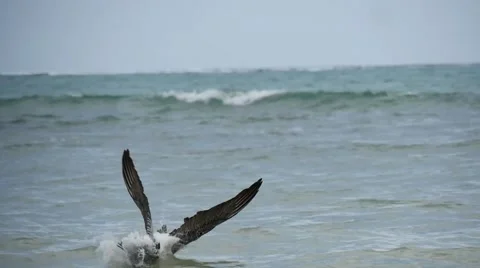 Pelican procures food Stock Footage 62872094