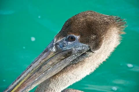A Pelican Profile Foto stock