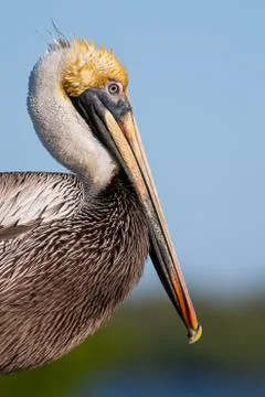 Pelican Profile Stock Photos