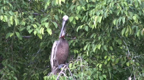 Pelican Pruning  Stock Footage 435850