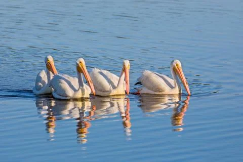 Pelican Quartet Stock Photos