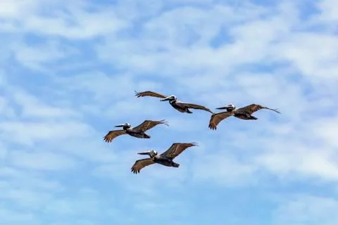 Pelican Quartet Squadron Stock Photos