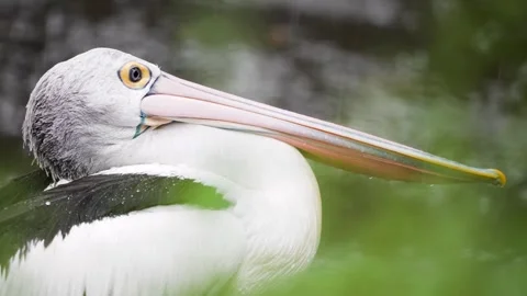 PELICAN IN RAIN 4K Stock Footage 333937099