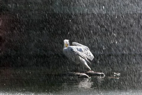 Pelican in rain Stock Photos