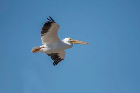 Pelican in Red River Stock Photos