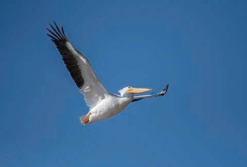 Pelican in Red River Stock Photos