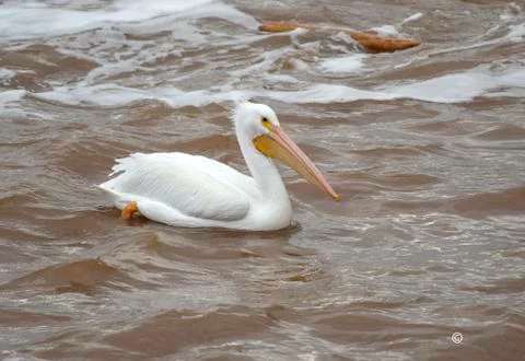 Pelican in Red River Stock Photos
