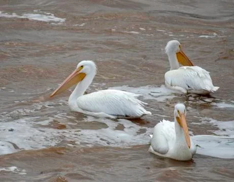 Pelican in Red River Stock Photos