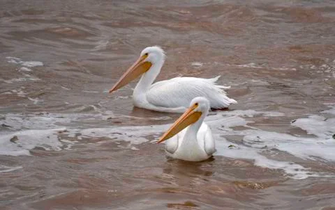 Pelican in Red River Stock Photos