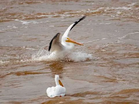 Pelican in Red River Stock Photos