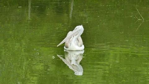 Pelican - reflection in the lake 動画素材 244931493