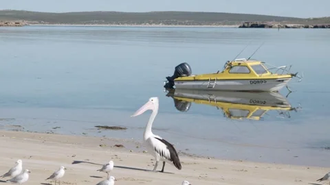 Pelican relaxing on a beach Stock Footage 245593156