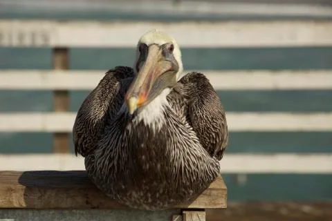 Pelican at rest Stock Photos