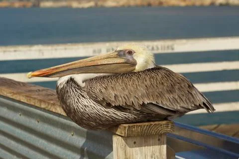 Pelican at rest Stock Photos