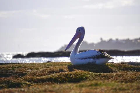 Pelican resting on Moss Stock Photos