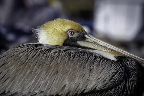Pelican resting Stock Photos