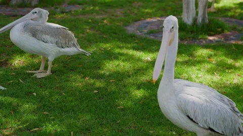 Pelican resting, preening on grass ground daytime Stock Footage 345701183