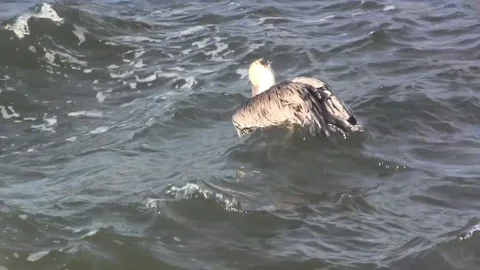 Pelican resting in a river. Stock Footage 88104472