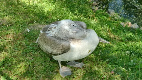 Pelican resting on the shore Stock-Footage 204802966