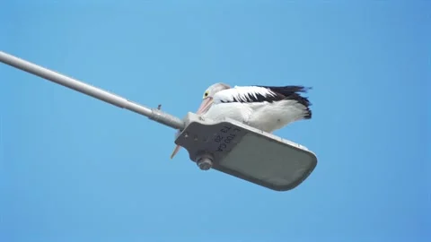 Pelican resting on top of a lamp post, Australia Stock-Footage 332684472