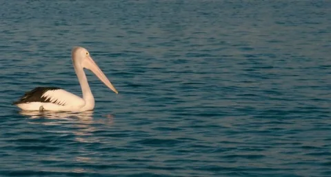 PELICAN IN A RIVER 4K CLOSE SHOT Stock Footage 77643204