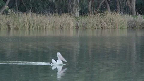 Pelican on river 4k Stock Footage 237740330
