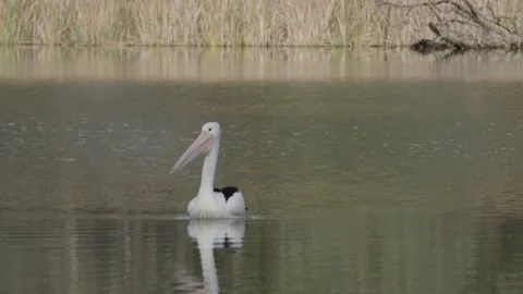 Pelican on the river Stock Footage 244768591